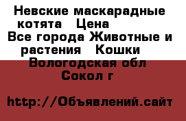 Невские маскарадные котята › Цена ­ 15 000 - Все города Животные и растения » Кошки   . Вологодская обл.,Сокол г.